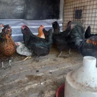 مرغ همه نژاد