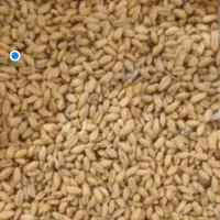 مهرگان گندم