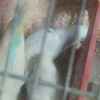 جوجه مرغ عشق رینبو دستی|پرنده|پاکدشت, پاکدشت (مامازند)|دیوار