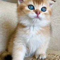 گربه های اشرافی iran cats|گربه|شیراز, ابیوردی|دیوار