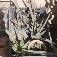 آلوورا کوچک و متوسط