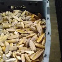 مغز بلوط پخته شیرین