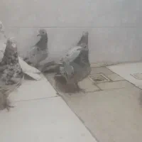 کبوترسرور|پرنده|ملکشاهی, |دیوار