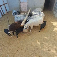 میش های خارجی چند قلو زا|حیوانات مزرعه|تهران, مخصوص|دیوار