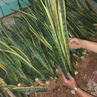 حراجی سانسوریا