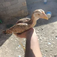 6تا لاری نژاد دار