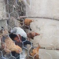 ۱۰ تا جوجه نوجوان مرغ وخروس محلی گلپایگانی ۴ ماهه