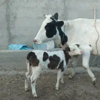 تلیسه گاو با گوساله ماده مونت|حیوانات مزرعه|انگوت, |دیوار