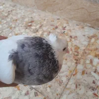 کبوتر|پرنده|باوی, |دیوار