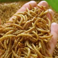 کرم میلورم اموزش نحوه پرورش تکثیر و...|خزنده|اصفهان, آزادگان|دیوار