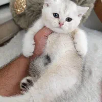 بازیگوش های خوشگل|گربه|سنندج, |دیوار