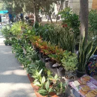 گل فروشی داداشی|گل و گیاه طبیعی|پاکدشت, پاکدشت (مامازند)|دیوار