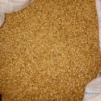 گندم بسیار تمیز و علا