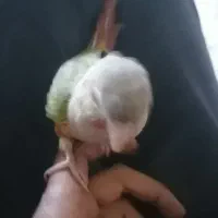 طوطی رام گرینچیگ