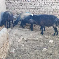 فروش ۴عدد|حیوانات مزرعه|جوادآباد, |دیوار