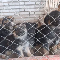 توله دو ماهه سگ ژرمن اصیل|سگ|زنجان, |دیوار