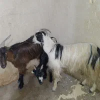 فروش دوعددبزویک عددتیشتر درناصری|حیوانات مزرعه|خورموج, |دیوار