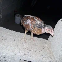5 عدد جوجه اصیل فروشی
