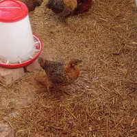 جوجه لهمن تخم گذار دوماهه|حیوانات مزرعه|قدس, شهرقدس|دیوار