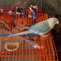 طوطی گرینچیک