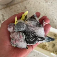 پرنده