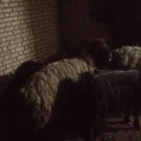 میش وکوه|حیوانات مزرعه|گتوند, |دیوار