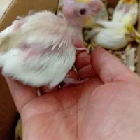 فروش تعدادی جوجه سرلاکی عروس هلندی|پرنده|کرمان, |دیوار