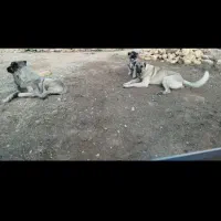 سگ دزدیده شده