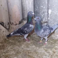 حراج کفتر با زمانت گرفتنی