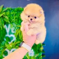 پامرانین پرتقالی ۶۲روز