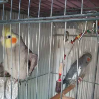 جفت عروس هلندی مولد