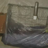 یک جفت عروس هلندی با تخم|پرنده|تبریز, |دیوار