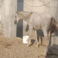 نریان کورد|اسب و تجهیزات اسب‌سواری|میناب, |دیوار