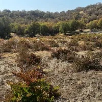 باغ انگور|فروش دفتر صنعتی، کشاورزی، تجاری|خاو و میرآباد, |دیوار