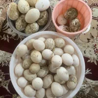 تخم اردک اسرائیلی اصل