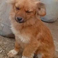 واگذاری پاکوتاه