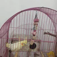 پرنده طوطی|پرنده|اهواز, بهارستان|دیوار