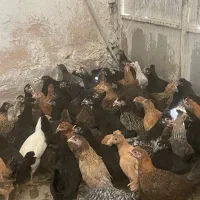 جوجه مرغ رسمی اصل قلم سیاه موجود شد