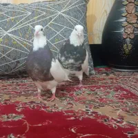 جفت طوقی درجه یک