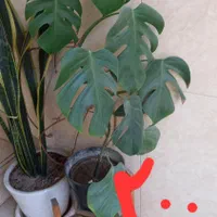 گل طبیعی|گل و گیاه طبیعی|تهران, جردن|دیوار