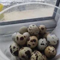 تخم بلدرچین نطفه دار