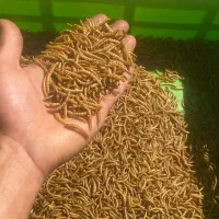 کرم میلورم،پرورش کرم میلورم|لوازم جانبی حیوانات|کاشان, شمس آبادی|دیوار