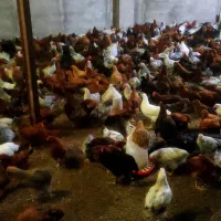 خروس گلپایگانی ۶۰ روزه