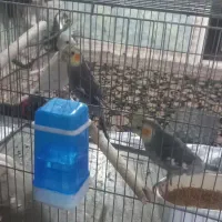 چهار تا عروس هلندی