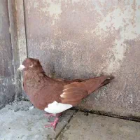 سرک سرخ کاکلی|پرنده|شیراز, پودنک|دیوار