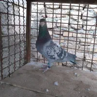 کبوتر پلاکی|حیوانات|اصفهان, الهیه|دیوار