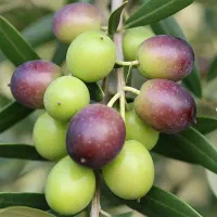 با تخفیف ویژه و هدیه برای خریداران امروز