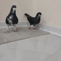 2عدد شهری نر خوشرنگ سیاه گلدار پرشی