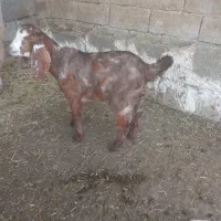 بززاییده|حیوانات مزرعه|بهبهان, |دیوار