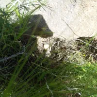 فروش باغ هزار متری